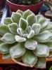 Echeveria setosa