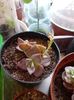 Graptoveria Mrs Richards