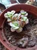Echeveria Sunyan