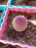 Echinocereus Rigidissimus var Rubrispinus