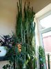 Euphorbia Trigonas