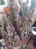 Cereus Peruvianus Monstrosus
