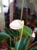 Anthurium Zizou alb