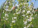malus Sun Rival