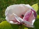 magnolia Rustica Rubra