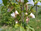 halesia carolina