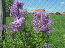 syringa chinensis