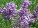 syringa chinensis