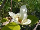 magnolia Yellow Lantern