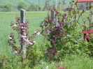 prunus Royal Burgundy, cotinus Royal Burgundy, liliac Royalty
