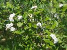 viburnum Anne Russell