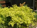 spiraea Gold Mound