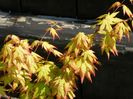 acer palmatum Orange Dream