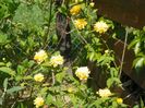 kerria japonica