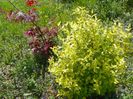 philadelphus aureus si acer palm. Trompenburg