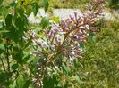 liliac California Rose