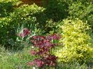 acer palmatum Trompenburg si philadelphus aureus
