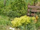 spiraea Gold Mound