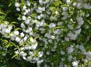 prunus gland. Alba plena