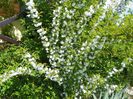 prunus gland. Alba plena