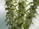 prunus gland. Alba plena