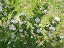 aronia Nero