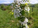 malus John Downie