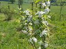 malus John Downie
