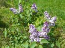 liliac Katherine Havemeyer