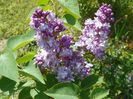 liliac Katherine Havemeyer