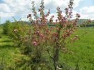 malus Brandywine