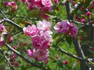 malus Brandywine