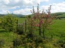 malus Brandywine