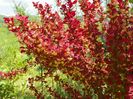 berberis Orange Rocket