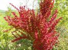 berberis Orange Rocket