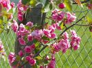 malus Brandywine