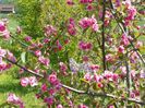 malus Brandywine