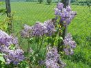 liliac Marechal Foch