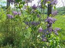 liliac Marechal Foch