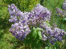 liliac Marechal Foch