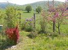 berberis Orange Rocket, malus Brandywine, liliac Marechal Foch