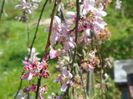 malus Cheal's Weeping