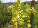acer negundum Kelly's Gold