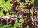 corylus Maxima Purpurea