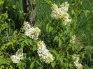liliac Primerose
