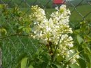liliac Primerose