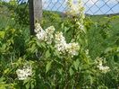 liliac Primerose
