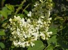 liliac Primerose