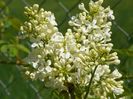 liliac Primerose