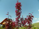 malus Royalty
